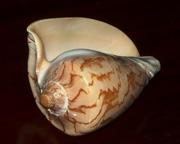 Раковина морская.