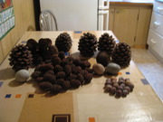 Продам редкие шишки Пинии (итальянская сосна) , Секвойи и Ели
